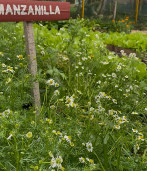 Manzanilla 503 – (Preparado) 20 Gr