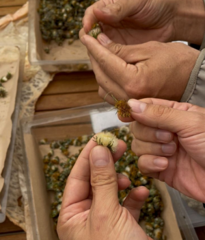 Preparado biodinámico 506 – Flor de diente de león 1kg – Asociación de Agricultura Biodinámica de Colombia.