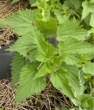 Preparado biodinámico 504 – Ortiga seca 1kg – Asociación de Agricultura Biodinámica de Colombia.