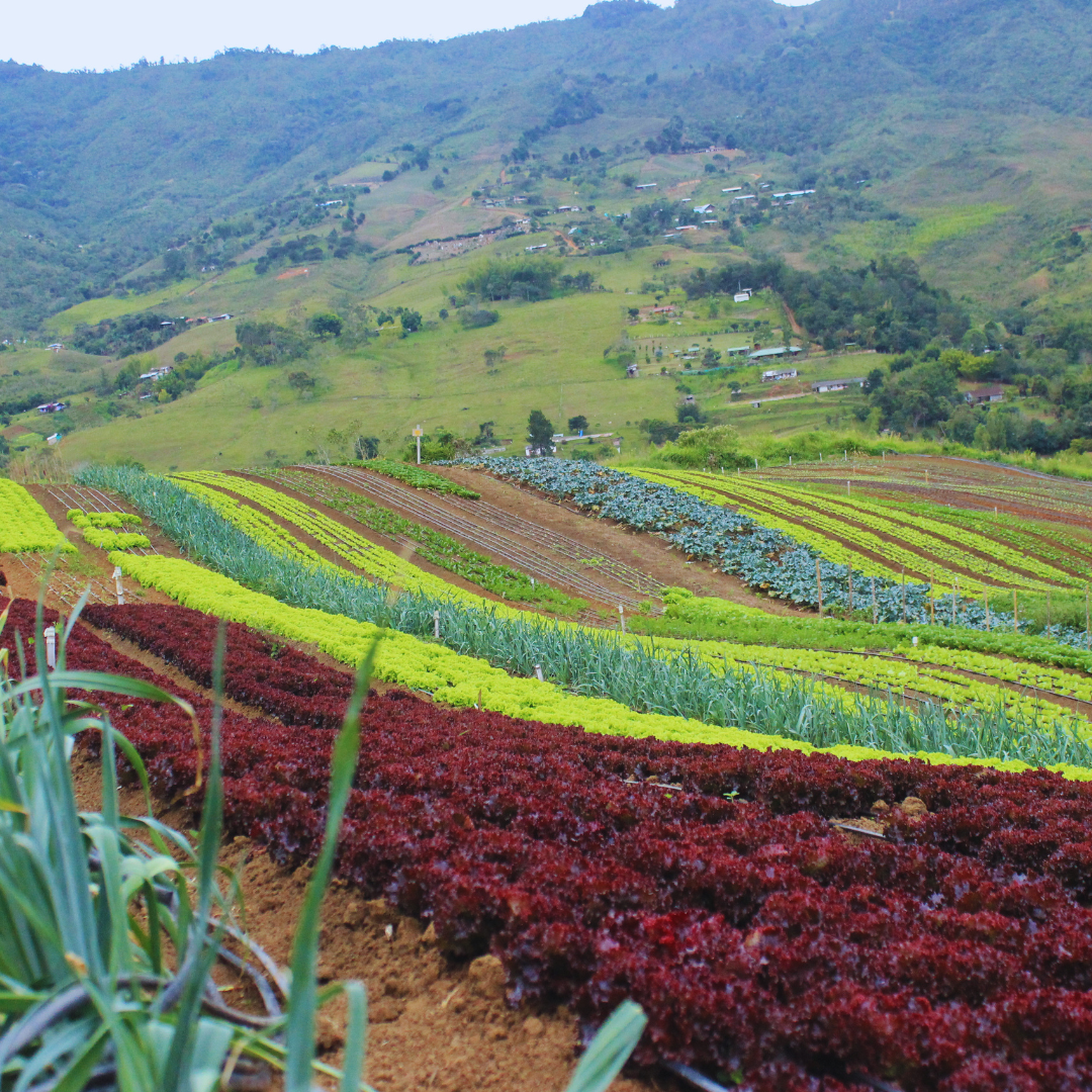 Territorio Demeter — Valle del Cauca